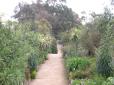  végétation du jardin exotique